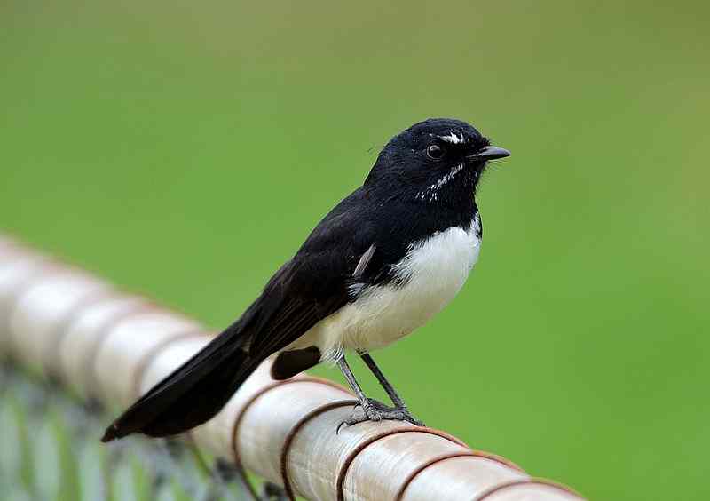 willie
                  wagtail